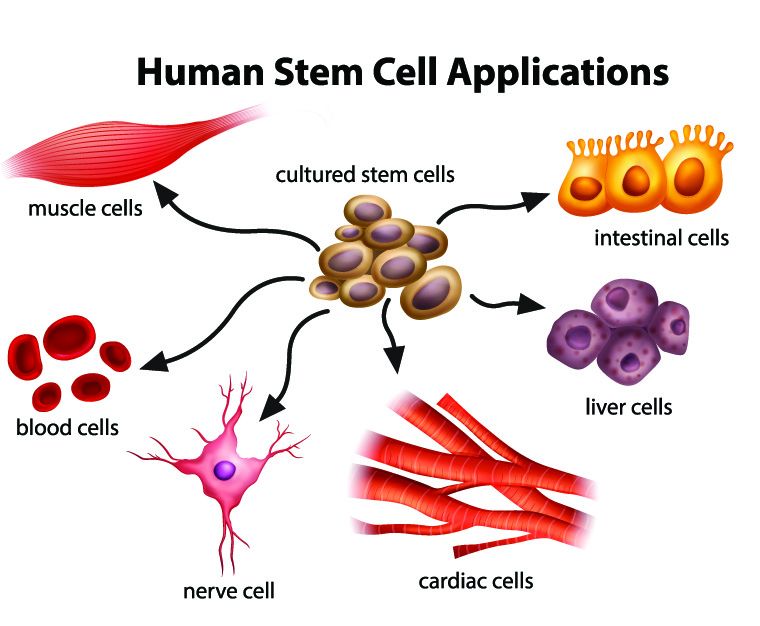 Mengenal Metode Stem Cell yang Bermanfaat Sebagai Sistem Perbaikan Tubuh