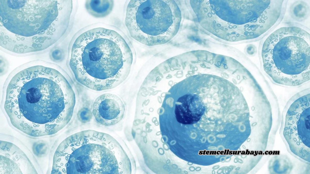 Sejarah Terapi Stem Cell: Dari Penemuan Hingga Inovasi Medis