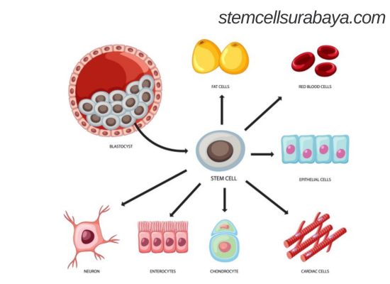 Keajaiban Stem Cell: Mengapa Terapi Ini Penting untuk Masa Depan Kesehatan